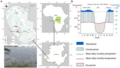 Diel and annual rhythms of tropical stem size changes in the Mayombe forest, Congo Basin